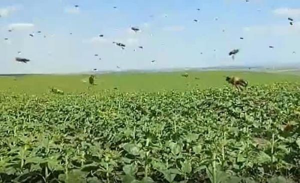 AU TURBAT ALBINELE! IMAGINI EXCLUSIVE cu roiul care a făcut mai multe victime, în Iaşi! VIDEO