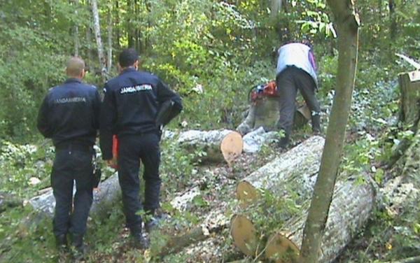 Scene incredibile în Argeş: Doi jandarmi care patrulau într-o pădure au fost agresaţi de romi aflaţi la furat de lemne