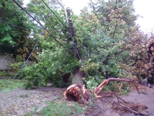 FURTUNA a făcut ravagii în Galaţi! Zeci de copaci au fost SMULȘI din rădăcină. Mai mulţi oameni au ajuns la spital. Un copac a căzut peste un bărbat de 39 de ani (VIDEO)