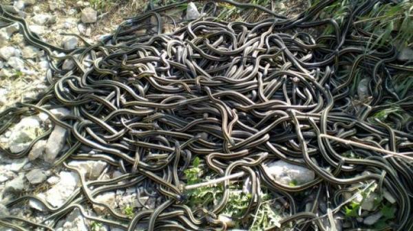 Invazie de ŞERPI într-o comună din Alba! Reptilele ajung şi la doi metri, localnicii sunt ÎNGROZIŢI