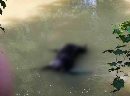 CRUZIME FĂRĂ MARGINI. Un cal a fost OMORÂT în BĂTAIE şi apoi aruncat în râu - FOTO