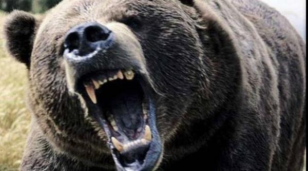 Un tânăr din Harghita a fost ATACAT DE URS în timp ce era la stână. Bărbatul de 28 ani a ajuns la spital