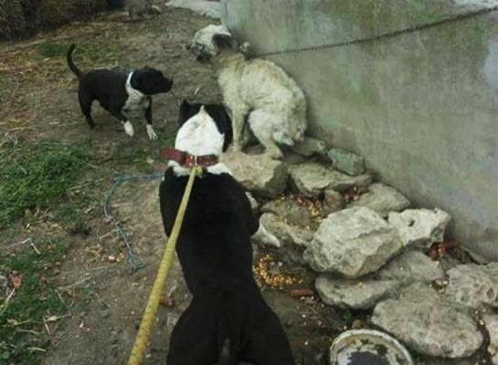 Lupte ilegale de câini în Constanţa: 'Câinii maidanezi sunt legaţi în lanţuri, iar apoi pune câinii lui pe ei'