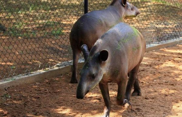 Grădină zoologică, prădată de hoţi! Animalele exotice ar fi fost furate ca să fie mâncate