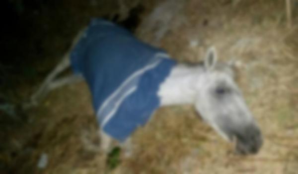 Răzbunare sângeroasă! Supărat pe un prieten care l-a dat afară de la o petrecere, un bărbat i-a înjunghiat... calul!