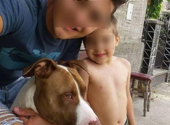 Răsturnare de situaţie în cazul copilului ucis de un pitbull! Proprietarul vrea să îşi recupereze câinele!