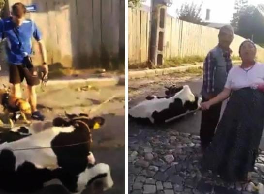IMAGINI ŞOCANTE. O vacă a fost BĂTUTĂ FĂRĂ MILĂ, cu o bâtă, pe o stradă din Tulcea - VIDEO