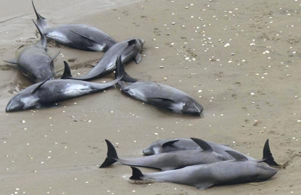 Peste 100 de delfini au eşuat, anul acesta, pe litoralul românesc. Un ONG a decretat Ziua Delfinului zi de doliu