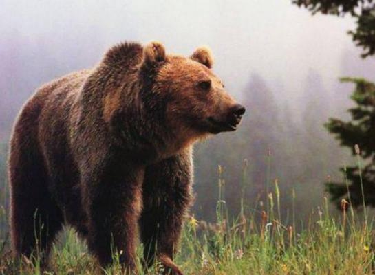 Trei oameni au fost atacaţi de un urs şi au ajuns la spital! Animalul a fost ÎMPUŞCAT de vânători!