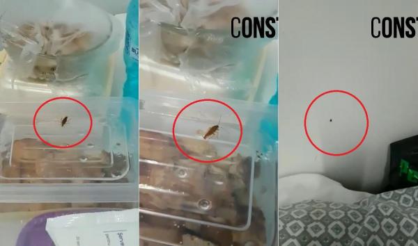 Spitalul Județean Constanța, sub asediul CARCALACILOR: "Dormea cu prosop pe gură și urechi să nu-i intre gândacii" (VIDEO)