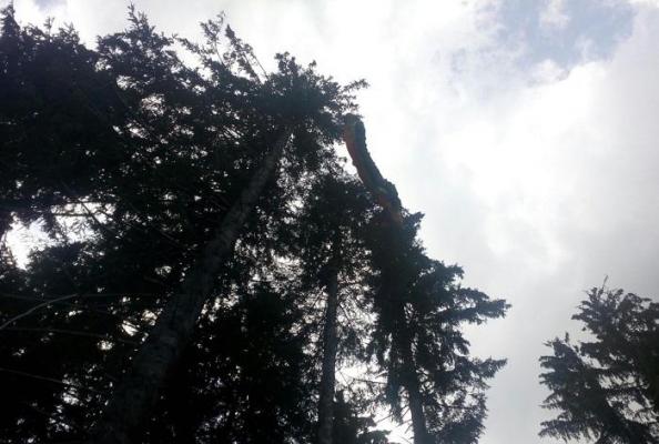 Accident STRANIU la Buşteni. Doi parapantişti au rămas agăţaţi în vârful unui brad (VIDEO)