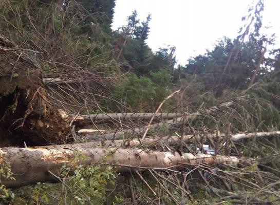 Furtuna a făcut RAVAGII în pădurile României! Sute de hectare de pădure au fost DISTRUSE de vijelie - FOTO/VIDEO