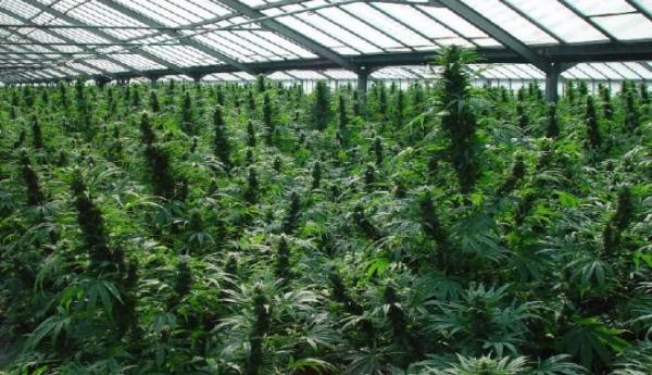 Fostul comisar-şef al Gărzii de Mediu din Caraş-Severin şi fiul său, reţinuţi pentru 24 de ore, după ce procurorii au găsit la locuinţa lor 400 de plante de canabis şi un laborator de prelucrare a drogurilor