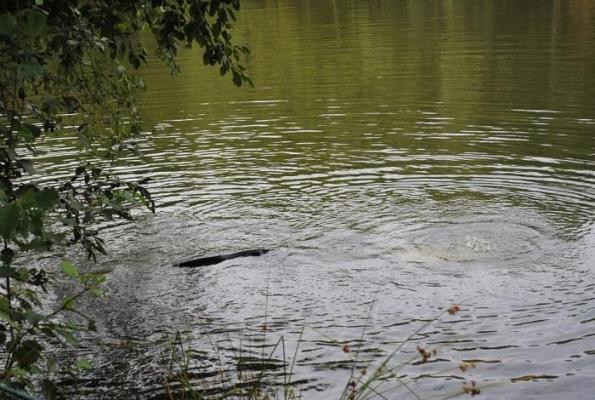 Sfârşit teribil al unui tânăr român în Germania: trupul său a fost găsit într-un lac, după o petrecere