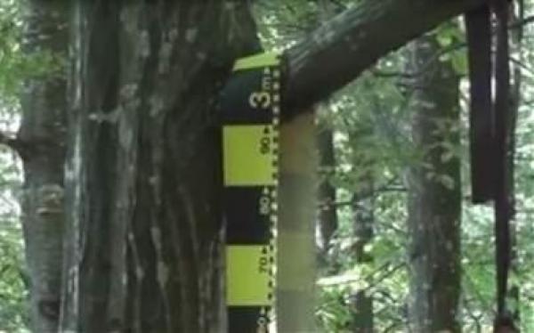 IMAGINI DRAMATICE în Botoşani! Un tânăr de 24 de ani a fost GĂSIT SPÂNZURAT într-o lizieră de salcâmi