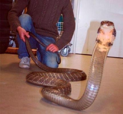 S-a SINUCIS LIVE, pe Facebook! Un cunoscut vlogger s-a lăsat mușcat de un MAMBA NEGRU și și-a transmis MOARTEA în fața miilor de fani. Video dramatic