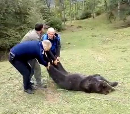 Intervenţie de ŞAPTE ORE a jandarmilor, pentru o ursoaică blocată într-un gard! | VIDEO