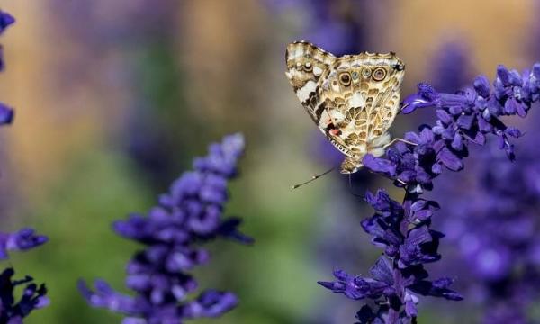 A fost anunţată oficial culoarea anului 2018. E provocatoare şi invită la reflecţie