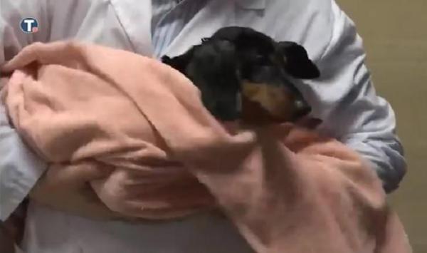 Ruşii au arătat un câine care respiră sub apă. Experimentul ştiinţific, transmis în direct de televiziunea rusă (Video)