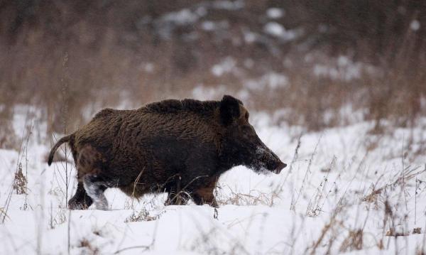 Porc mistreț pe un câmp înzăpezit