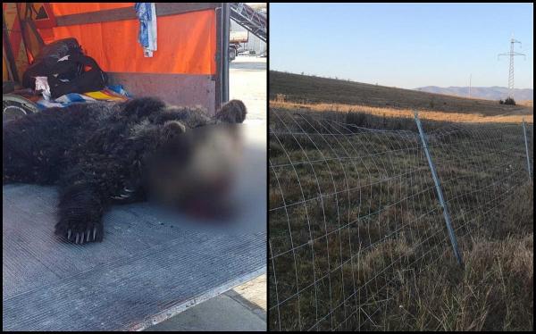 Urs spulberat de TIR pe autostradă, la Sibiu. Animalul a fost proiectat într-un alt autoturism