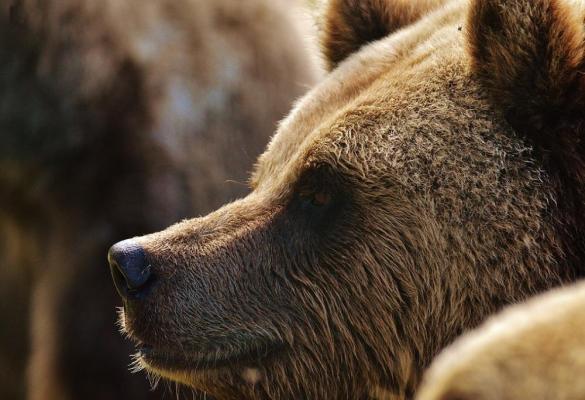 Urs ajuns în parcarea Spitalului de Urgenţă din Miercurea Ciuc