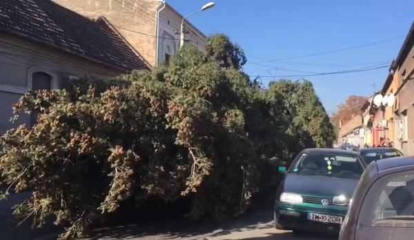Bradul de Crăciun a fost taiat din curtea centrului de plasament de pe strada Bocsei