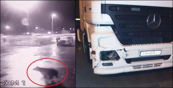 TIR-ul care a lovit ursul, pe autostrada Sibiu - Sebeș
