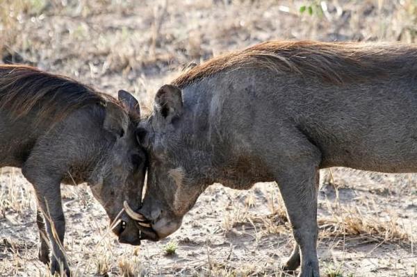 Pesta porcină africană, la mistreţi din Buzău