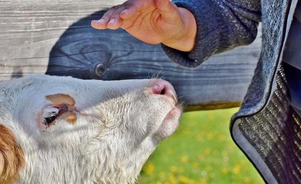 Mamă şi fiu, ucişi de vite într-o gospodărie din Vâlcea