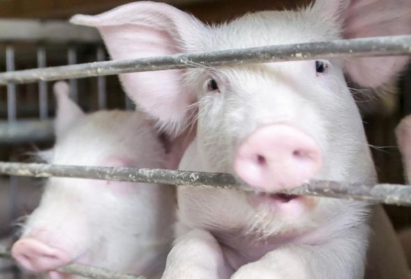 Pesta porcină africană, în satul Fierbinţi din Dâmboviţa