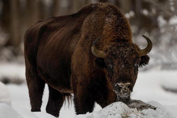 Exemplar de zimbrui fotografiat în Neamț