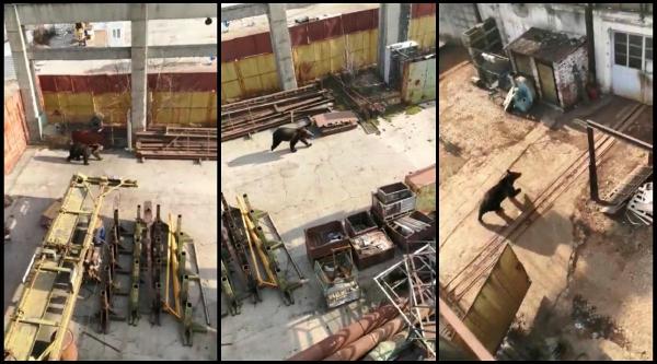 Un urs a băgat groaza în brașoveni. Oamenii, avertizați prin Ro-Alert că animalul umblă liber prin oraș (Video)