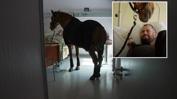 Peyo, un armăsar de 14 ani, îi face pe pacienţi să plângă de fericire