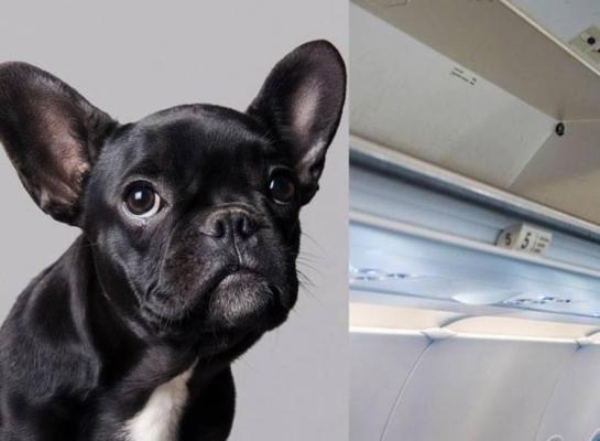 Un câine a murit într-un avion United Airlines din cauza unei însoţitoare de zbor: 'Toată lumea plângea în avion'