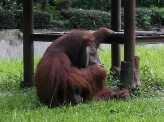 Viral. Un urangutan dintr-o grădină zoologică fumează o ţigară aruncată de un vizitator (Video)