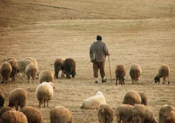 Un cioban român și-a găsit sfârșitul în Italia, după ce o creangă l-a lovit în cap în timpul unei furtuni. Câinele lui i-a păzit trupul ore în șir