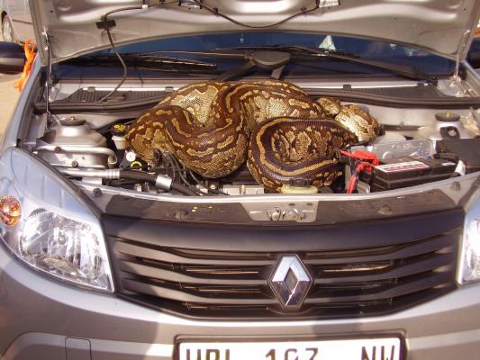 Un bărbat din Arad a ajuns în stare gravă la spital după ce a ridicat capota maşinii şi a fost muşcat de o viperă