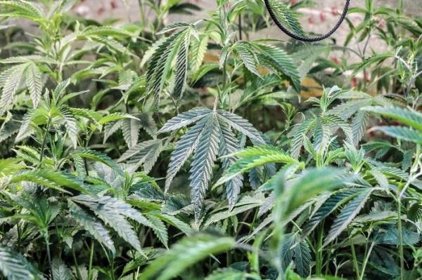 A apărut prima bere cu marijuana! Experţii spun că va avea un succes garantat