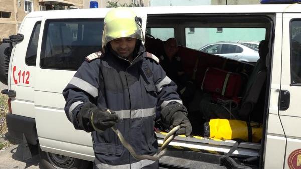 Un bărbat din Drobeta Turnu-Severin a avut un şoc când s-a trezit cu un şarpe în apartament