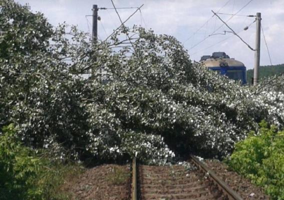 Trenuri cu pasageri blocate între Braşov şi Târgu Mureş. Copac doborât de vânt pe calea ferată