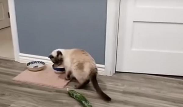 Care sunt cauzele pentru care pisicile se tem de castraveţi