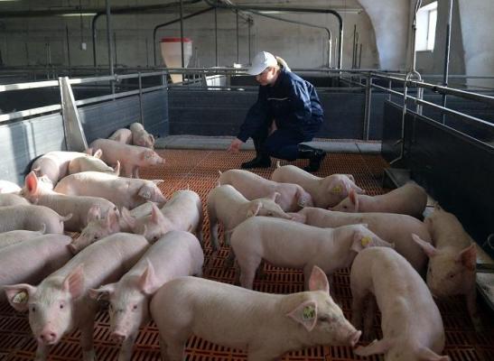 Focar de pestă porcină africană la Constanţa. Peste 100 de porci dintr-o singură gospodărie vor fi încineraţi