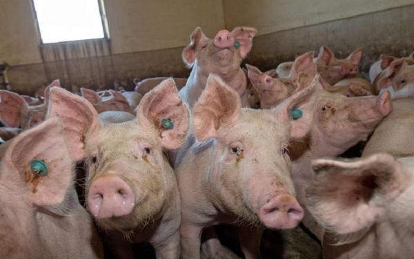 Pesta porcină africană, depistată şi în Călăraşi. Virusul a fost confirmat la porcii din comuna Borcea