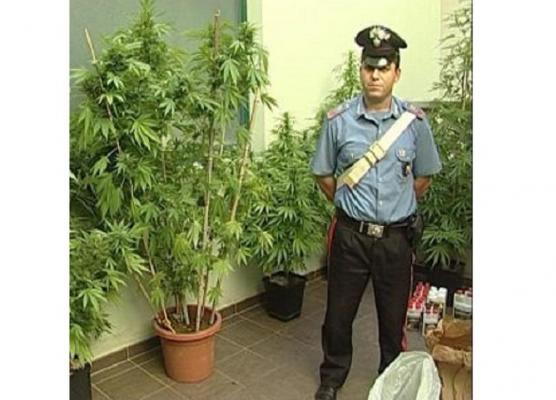 Un român de 28 de ani din Italia care cultiva marijuana pe balcon a fost arestat