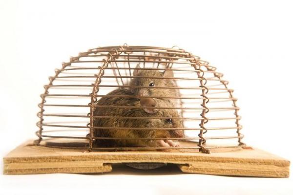 Inteligenţa artificială ar putea lua locul animalelor în procedurile de testare a substanţelor chimice