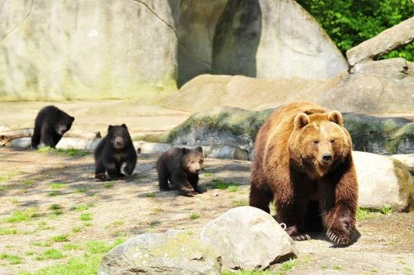 Turist atacat de urs, în Bucegi. Bărbatul s-a trezit în toiul nopţii cu animalul peste el în cort