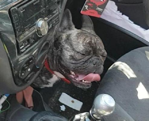 Un tânăr a făcut un scandal monstru cu oamenii care i-au salvat câinele de la moarte. Îl lăsase în maşină, la 35 de grade, ca să meargă la piscină