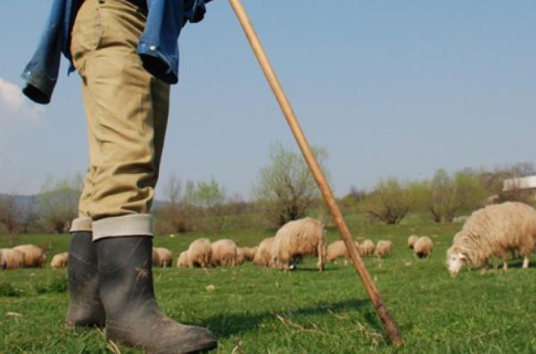 Bătaie între ciobani pe muntele Oticu, în Argeş. Un păstor a fost snopit de un altul pentru că oile lui au dat mai mult lapte