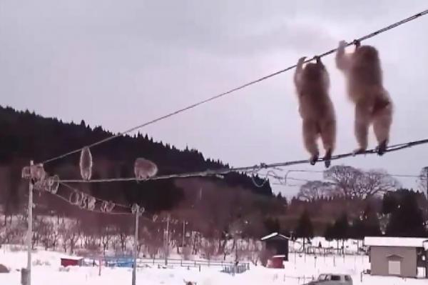 Imagini cu macaci japonezi, Soluţia maimuţelor ca să nu meargă prin zăpadă